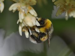 Bombus lucorum